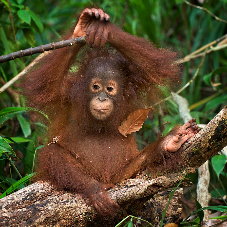 orangutan